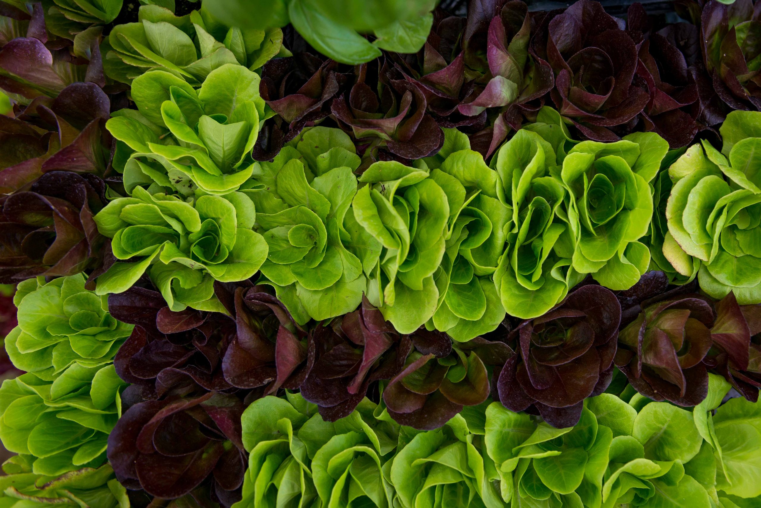 THIS IS TIMPY PHOTOGRAPHY-lettuce